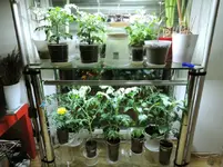 DSCN4345.2.webp