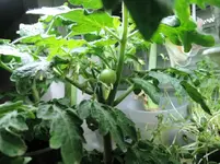 DSCN4349.2.webp