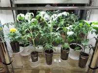 DSCN4352.2.webp