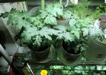 DSCN4354.2.webp