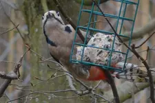 Mittelspecht3.webp
