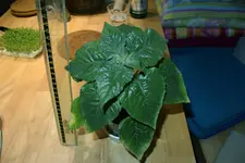 DSC_0089.2.webp