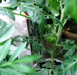 DSCN4350.2JPG.webp