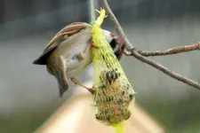 Spatzen_0001.webp