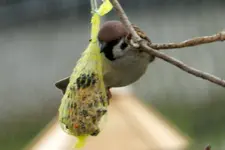 Spatzen_0002.webp