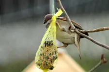 Spatzen_0005.webp