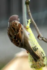 Spatzen_0007.webp