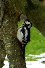 Buntspecht_8833.webp