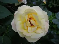 GlrD (2).webp
