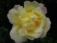 GlrD (3).webp