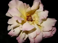 GlrD (4).webp