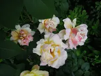 GlrD (5).webp