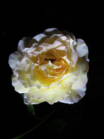 GlrD (6).webp