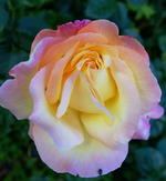 GlrD (7).webp