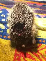 Verletzter igel 2.webp