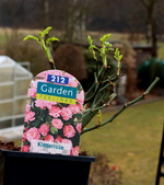 Kletterrose gefüllt pink_03032015_600.webp