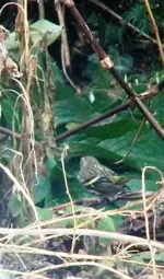DSCN7047.webp