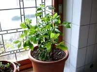 DSCF3694.webp