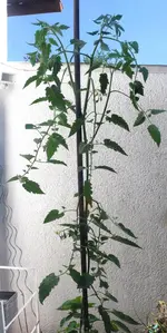 carnica1.webp