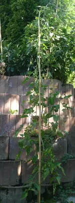 Tomaten-Carnica.webp