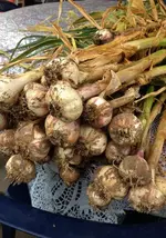 Knoblauch.webp