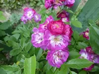 P1100060.webp