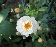 IMG_3002-001.webp