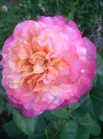 Augusta-Luise.webp
