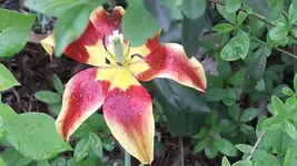 017.webp