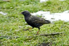 Stare_9215.webp