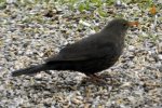 Amsel_0002.JPG