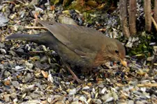 Amsel_8851.webp