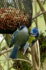 Blaumeise_0008.webp