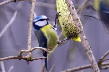 Blaumeise_0034.webp