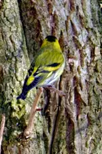 Erlenzeisig_0016.webp