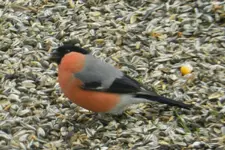 Gimpel_9251.webp