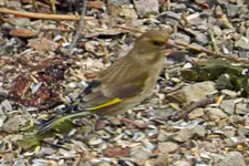 Grünfink_0016.webp