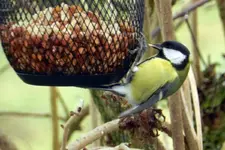 Kohlmeise_9288.webp
