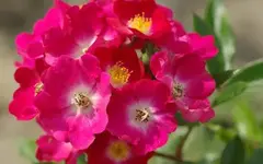 hh_red_ballerina_03.webp