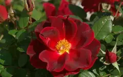 hh_zeelandia_36.webp