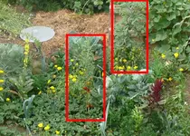 tomaten-in-mischkultur.webp