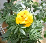 Tagetes.webp