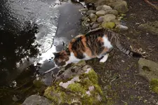 Mieze_0003.webp