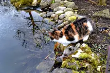 Mieze_0008.webp