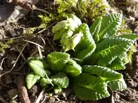 P1280530.webp