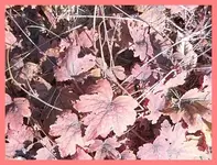 112.webp