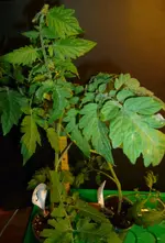 Black Cherry2.webp