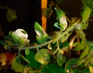 Gartenperle Blatt.webp