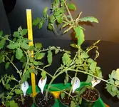 Gartenperle ges..webp