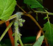 Gartenperle Knospen.webp